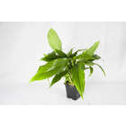 Plante aquatique : Spathiphyllum Wallisii XL en pot